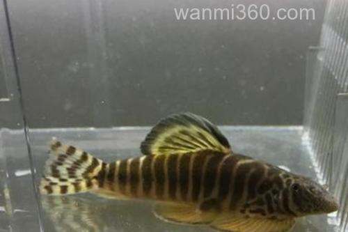 巴马似原吸鳅是什么鱼?_3