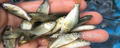 短鳍䱻是什么鱼?_0