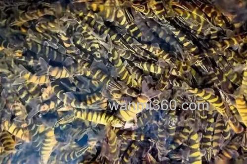 美斑南鳅是什么鱼?_2