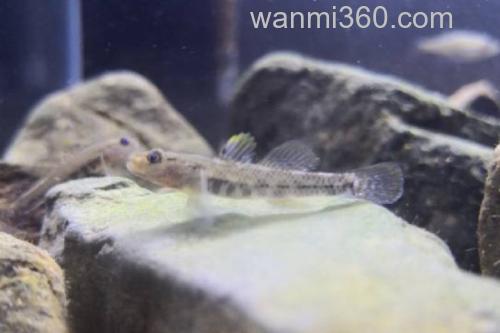 川河云南鳅是什么鱼?_2