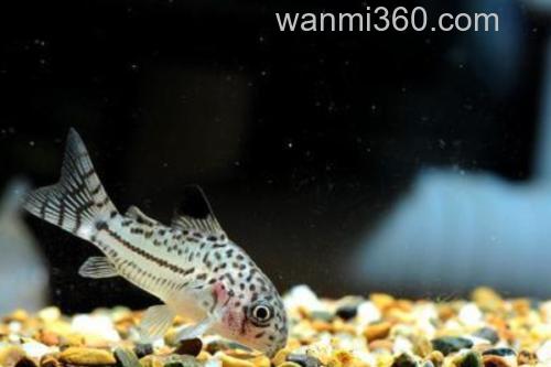 东陂拟腹吸鳅是什么鱼?_1