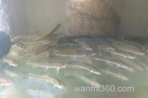 稀有南鳅是什么鱼?_2