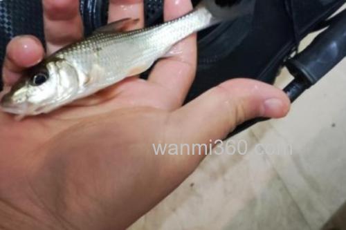 花棘䱻是什么鱼?_1