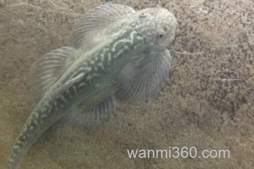 台湾间吸鳅是什么鱼?_2