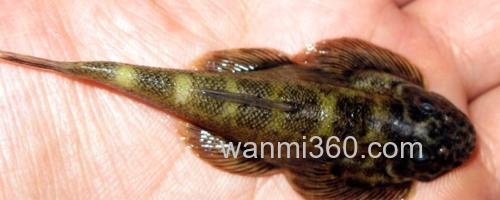 刺臀华吸鳅是什么鱼?_0