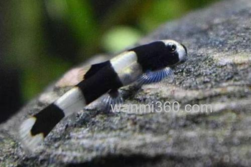 厚唇瑶山鳅是什么鱼?_3