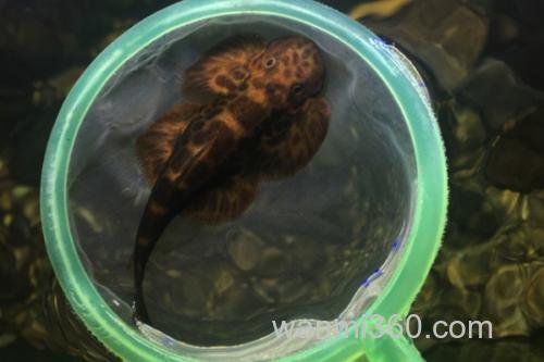 刺臀华吸鳅是什么鱼?_2
