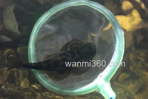 刺臀华吸鳅是什么鱼?_1
