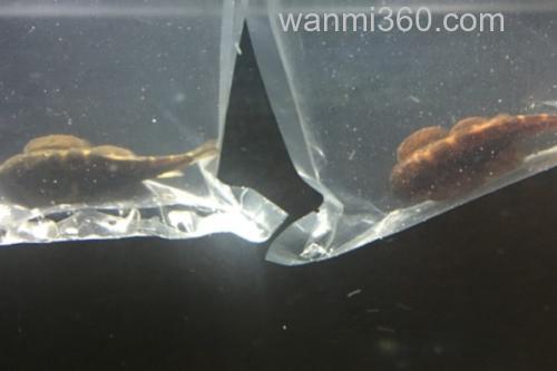 刺臀华吸鳅是什么鱼?_3