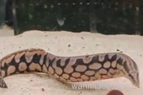 网纹刺鳅是什么鱼?_1