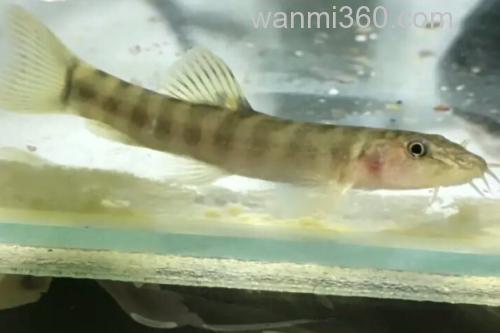 横纹南鳅是什么鱼?_2