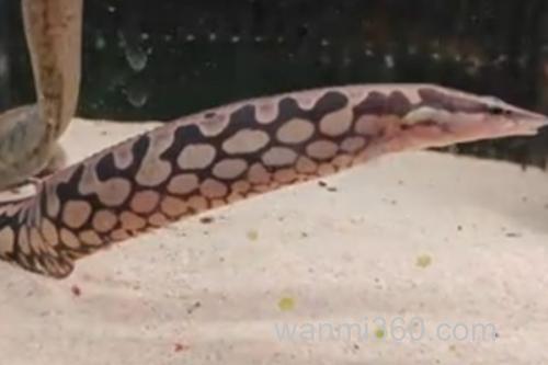 网纹刺鳅是什么鱼?_2