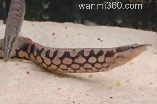 网纹刺鳅是什么鱼?_3