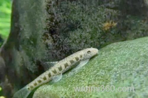 长南鳅是什么鱼?_3