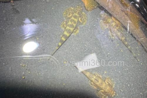 大眼间吸鳅是什么鱼?_1