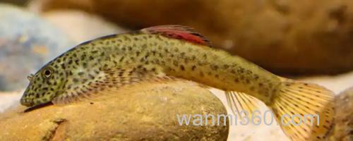 大口华吸鳅是什么鱼?_0