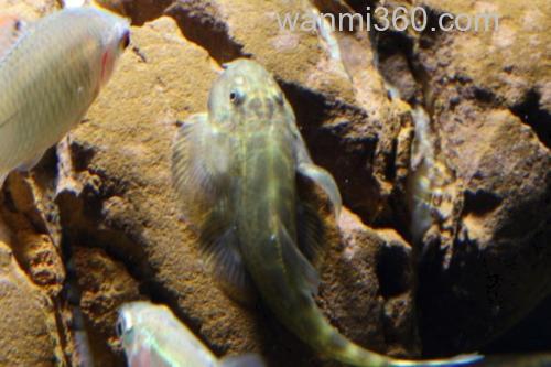 多斑华吸鳅是什么鱼?_1