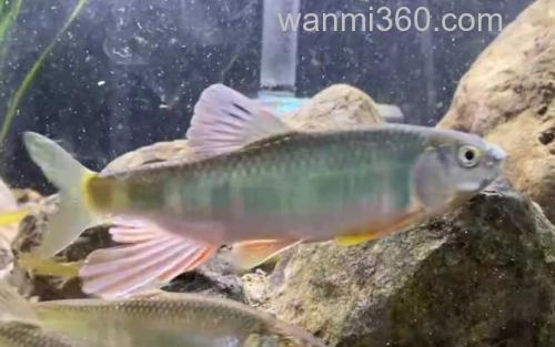 宽鳍鱲_0