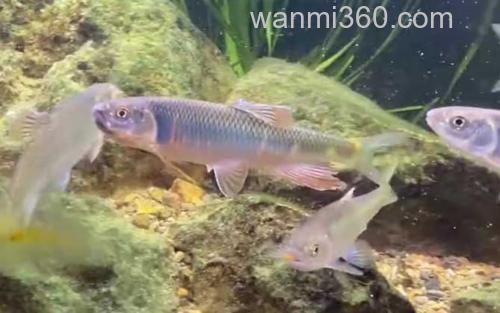 宽鳍鱲_2