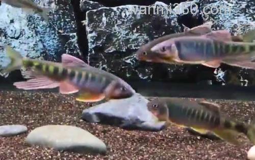 宽鳍鱲_1