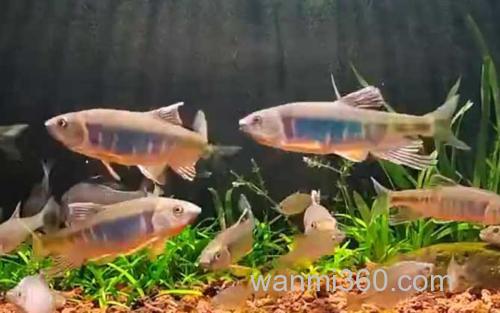 宽鳍鱲_0