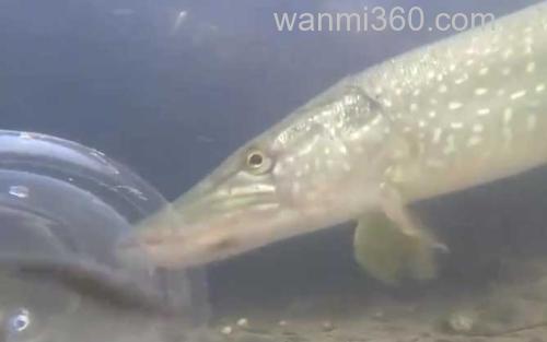 狗鱼_0