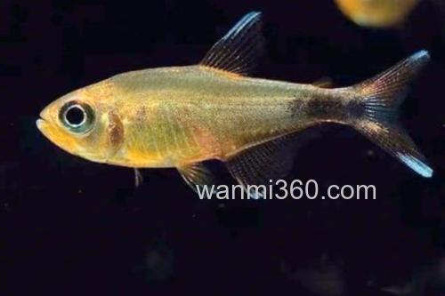 真长鳍天竺鲷是什么鱼?_1