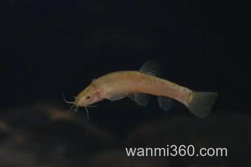 平头平鳅是什么鱼?_2