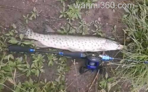 狗鱼_6