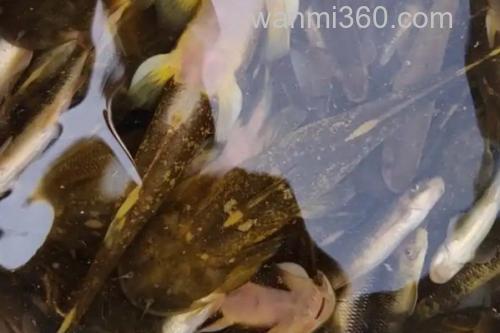 云南拟鰋是什么鱼?_1