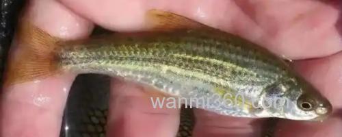 隐须颌须鮈是什么鱼?_0
