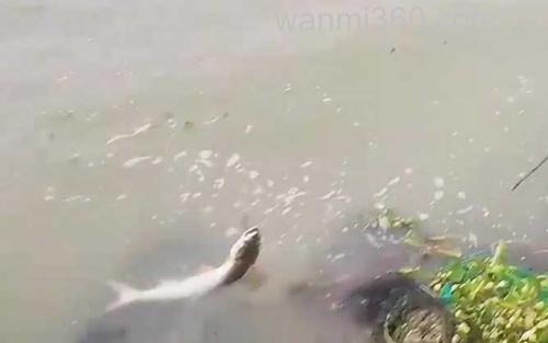 路亚鳡鱼_4