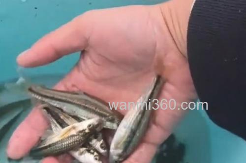 西湖颌须鮈是什么鱼?_2
