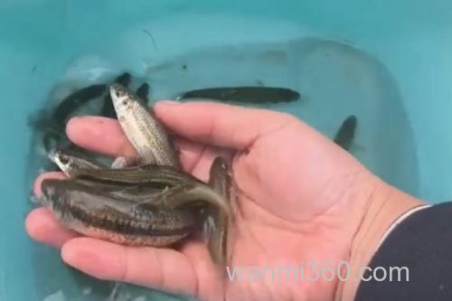 短须颌须鮈是什么鱼?_3