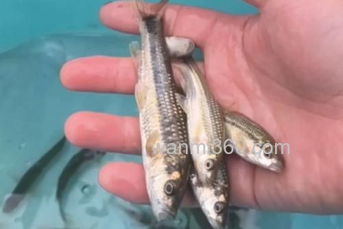 多纹颌须鮈是什么鱼?_2