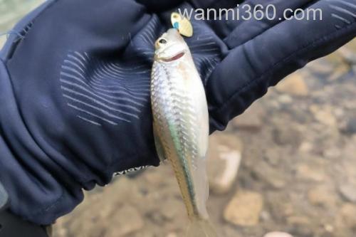斑点蛇鮈是什么鱼?_1