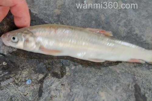 光唇蛇鮈是什么鱼?_2
