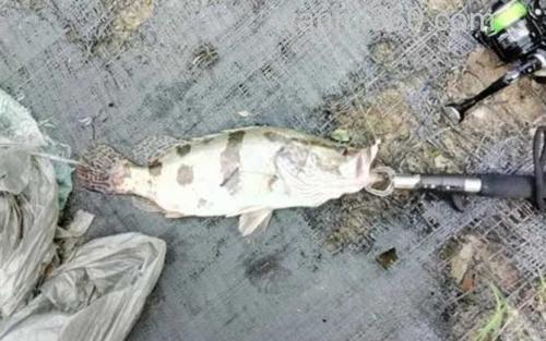 路亚鳜鱼_0