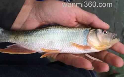 马口鱼_3