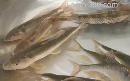 马口鱼_2