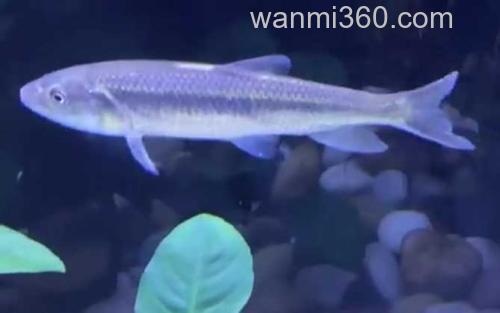 马口鱼_3