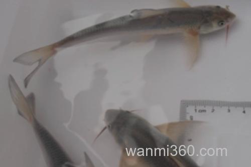 长鳍吻鮈是什么鱼?_3