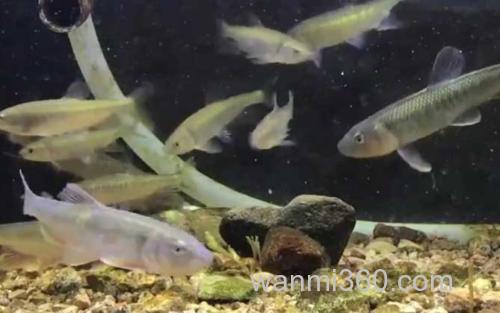 马口鱼_1