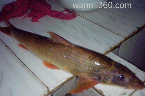 吻鮈是什么鱼?_2