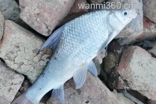 似白鮈是什么鱼?_1