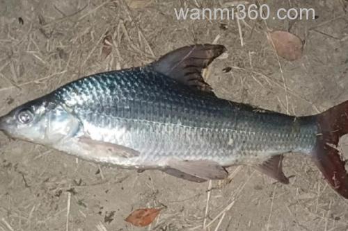 似白鮈是什么鱼?_2