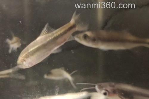 稀有鮈鲫是什么鱼?_2