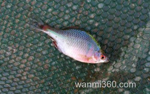 鳑鲏鱼_3
