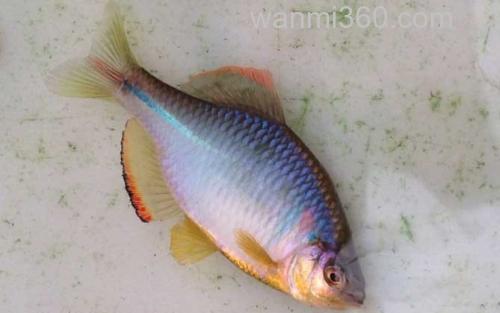 鳑鲏_2