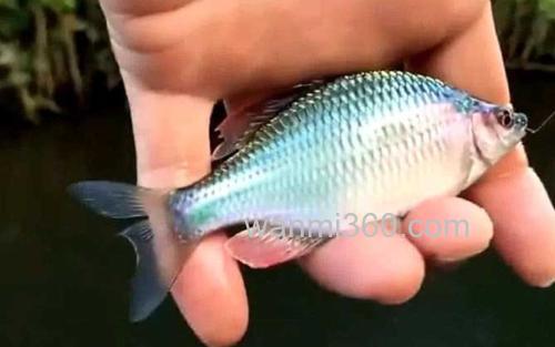 鳑鲏_1